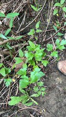 Le Céleri (Apium graveolens)