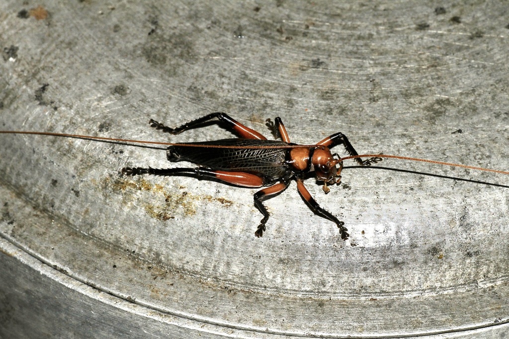 Melanogryllacris atrata