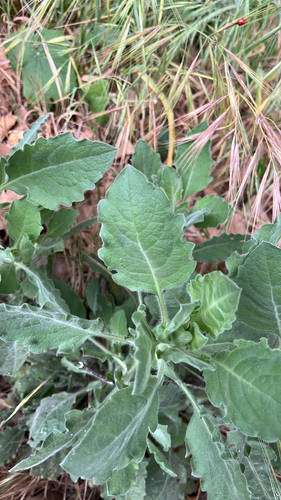 Telegraphweed (Heterotheca grandiflora)