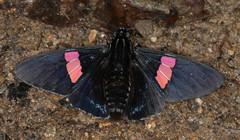 Mimoniades