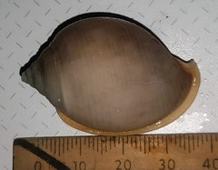 Semicassis bisulcata