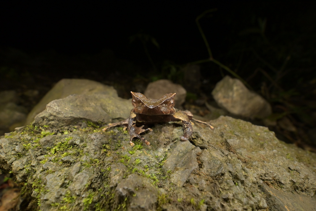 Boulenophrys shuichengensis