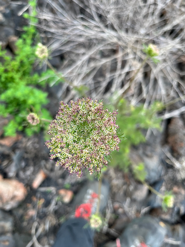 Daucus pusillus observed 2026-04-07