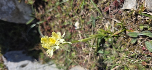 Sparse-flowered Orchid (Orchis pauciflora)