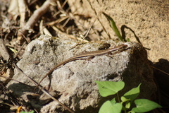 Sphenomorphus melanopogon