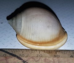 Semicassis bisulcata