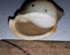 Semicassis bisulcata