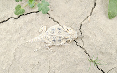 Phrynosoma mcallii