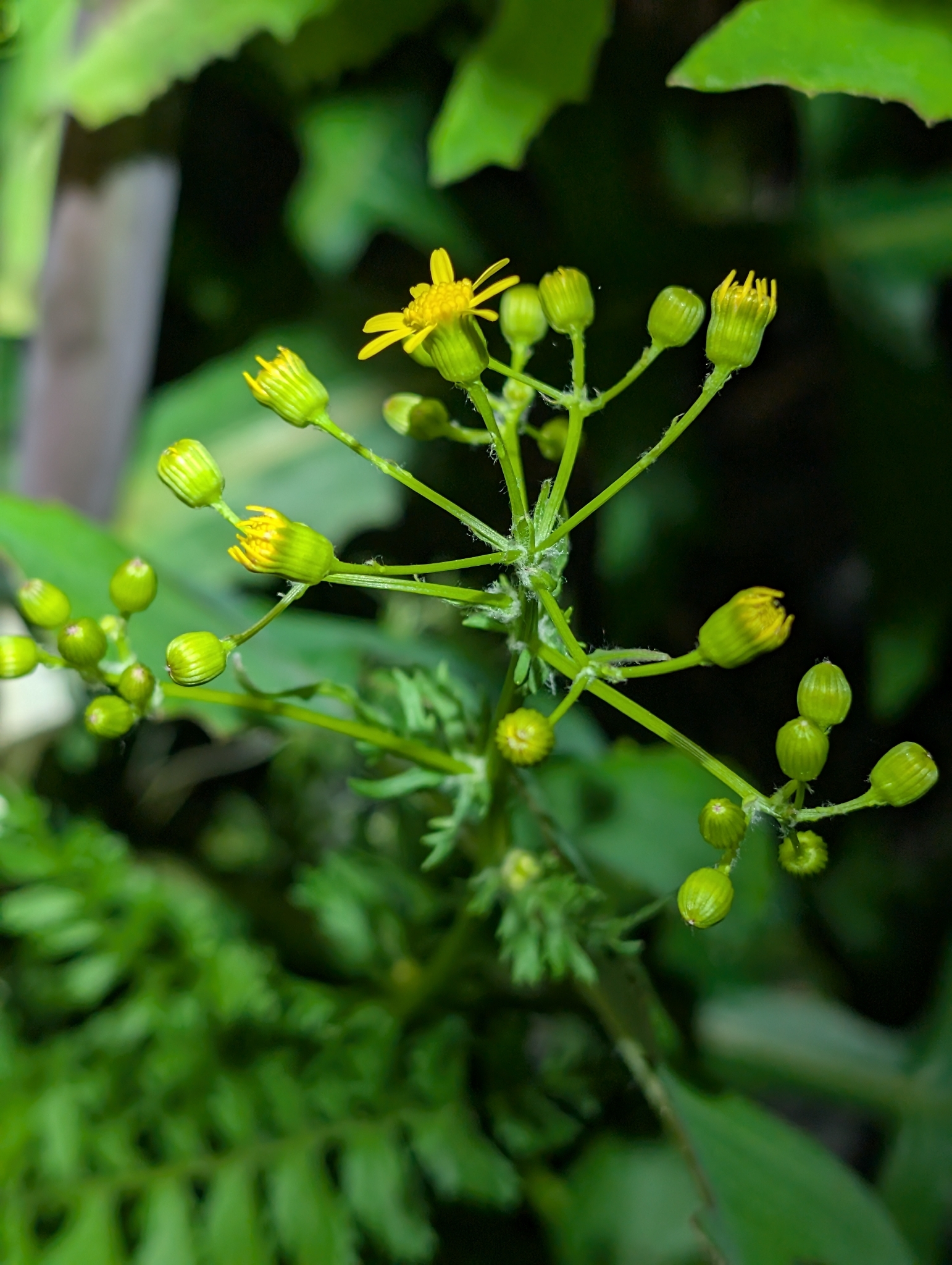 Small's Ragwort (Packera anonyma)