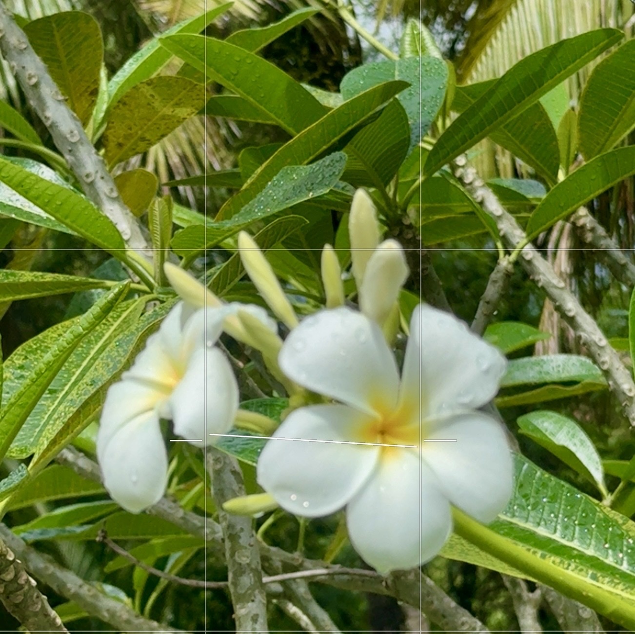 Singapore Graveyard Flower (Plumeria obtusa)