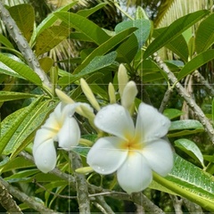 Frangipanier Blanc (Plumeria obtusa)