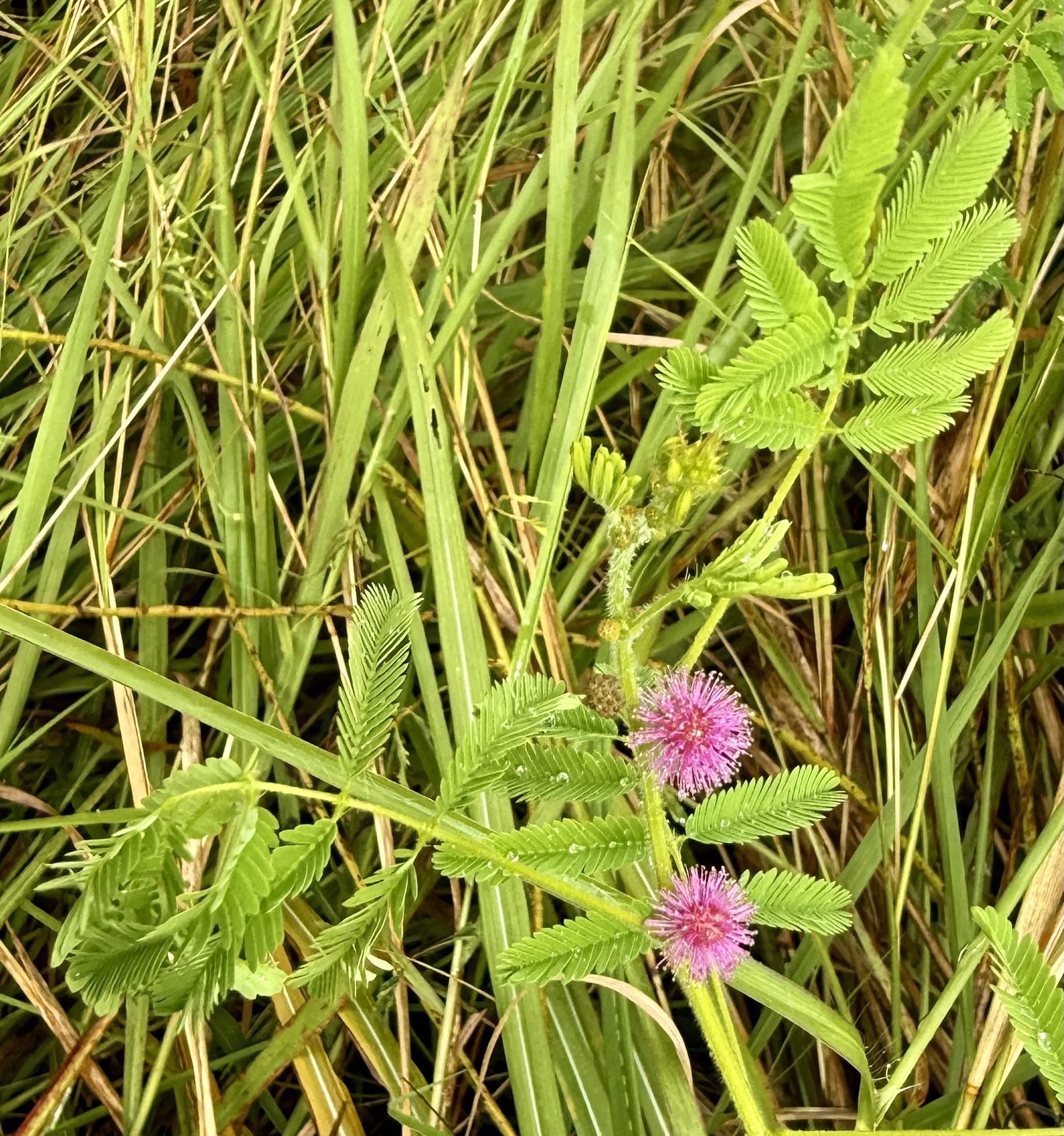 Sensitive Plant (Mimosa pudica)