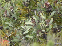 Strapleaf Sugarbush (Protea lorifolia)