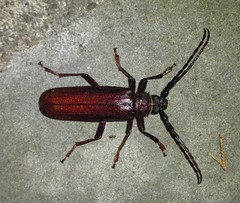 Orthosoma brunneum