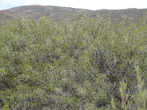 Vachellia karroo (Vachellia karroo)