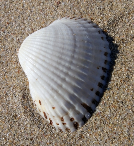 Anadara kagoshimensis
