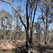 Eucalyptus macrorhyncha macrorhyncha - Photo (c) Wayne Martin, algunos derechos reservados (CC BY-NC), uploaded by Wayne Martin