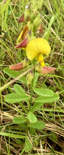 Rattleweed (Crotalaria retusa)