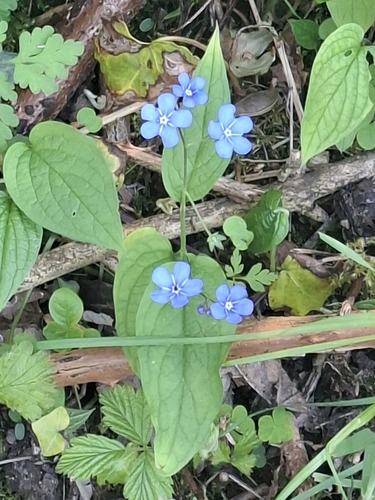 Blue-eyed-Mary (Omphalodes verna)