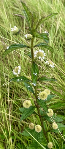 False Ironwort (Hyptis capitata)