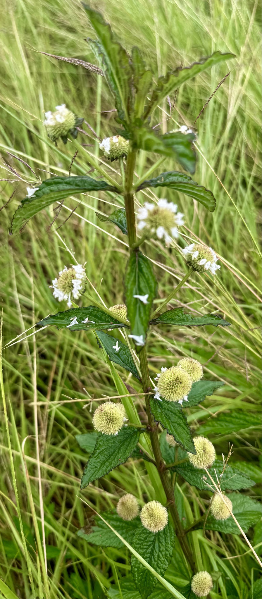 False Ironwort (Hyptis capitata)