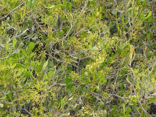 Ribbed Kunirhus (Searsia pallens)