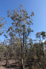 Eucalyptus microcarpa