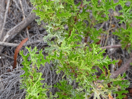 balm-scented pelargonium (Pelargonium glutinosum)