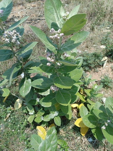 crown flower