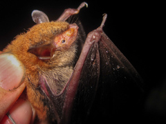 Myotis bocagii