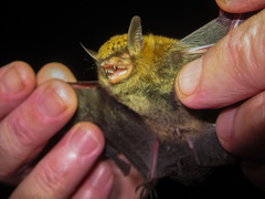 Myotis bocagii