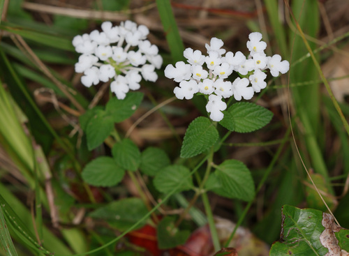 Trailing Shrubverbena (Lantana montevidensis)
