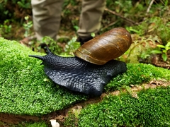 Macrocyclis peruvianus