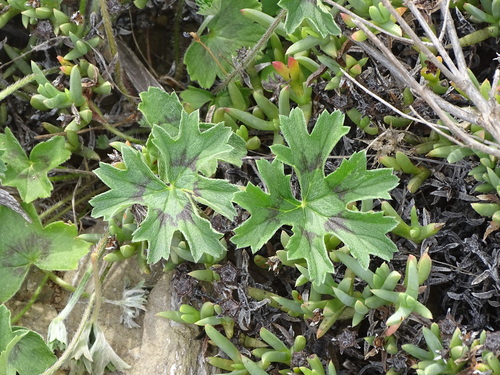 Mantle Storksbill (Pelargonium alchemilloides)
