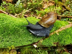 Macrocyclis peruvianus