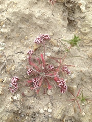 Chorizanthe wheeleri