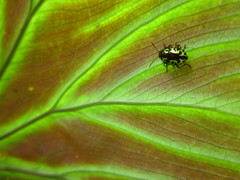 Zygogramma violaceomaculata