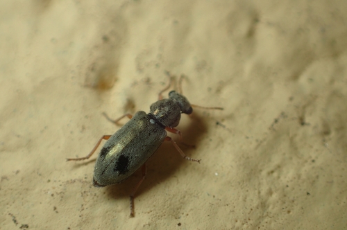 Mauroania hispana