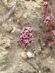 Chorizanthe wheeleri