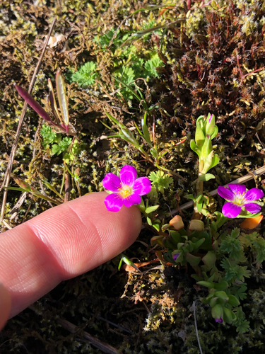 redmaids (Calandrinia menziesii)