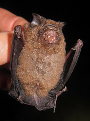 Hipposideros beatus