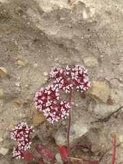 Chorizanthe wheeleri