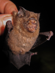 Hipposideros beatus