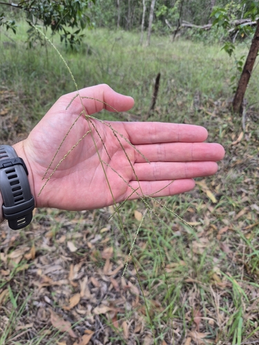 Digitaria ramularis, 2026-04-08