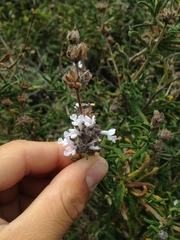 Salvia brandegeei
