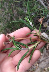 Salvia brandegeei