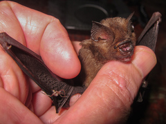 Hipposideros