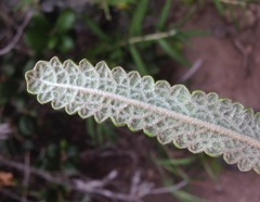 Salvia brandegeei