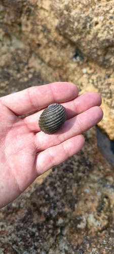 Nerita costata