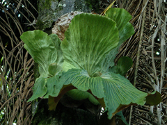 Platycerium elephantotis, photograph (c) Philippe Hornus, some rights reserved (CC BY)